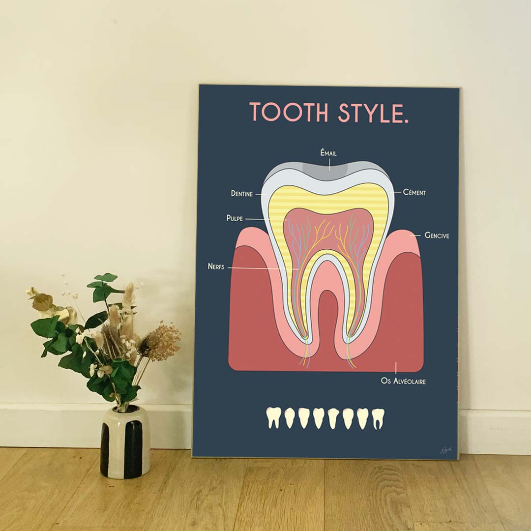 Affiche en bois Anatomie de la dent By Zygottes, illustration anatomique colorée sur fond bleu nuit pour cabinet dentaire.