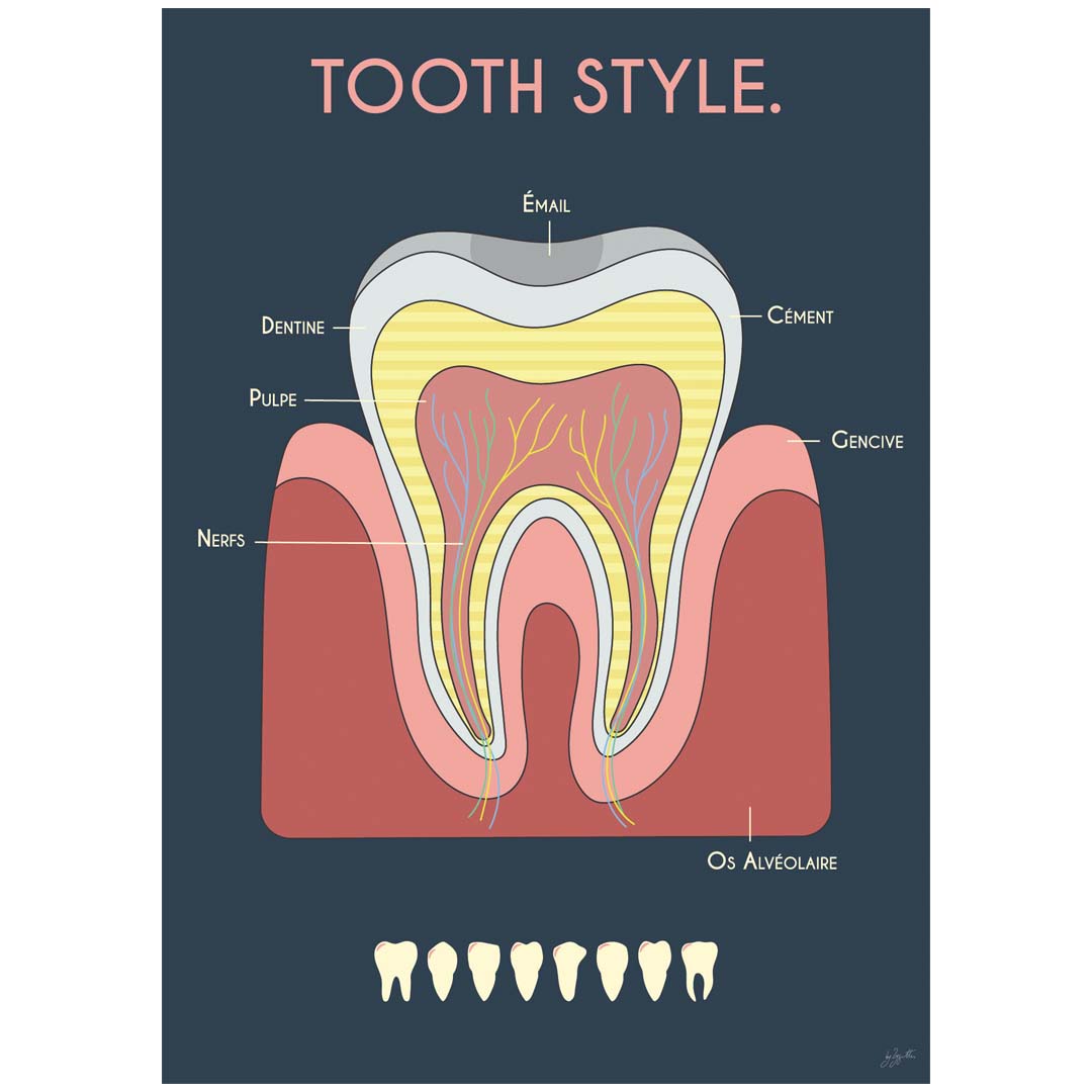 Affiche en bois Anatomie de la dent By Zygottes, illustration anatomique colorée sur fond bleu nuit pour cabinet dentaire.