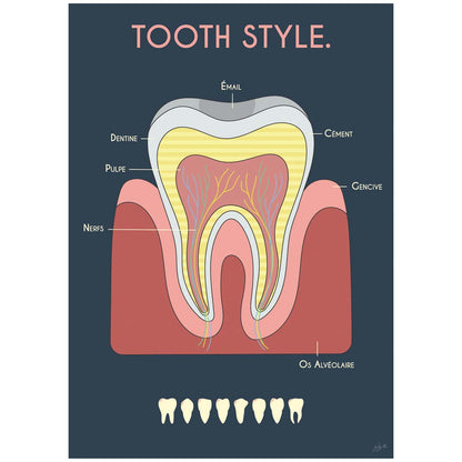 Affiche en bois Anatomie de la dent By Zygottes, illustration anatomique colorée sur fond bleu nuit pour cabinet dentaire.