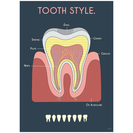 Affiche en bois Anatomie de la dent By Zygottes, illustration anatomique colorée sur fond bleu nuit pour cabinet dentaire.