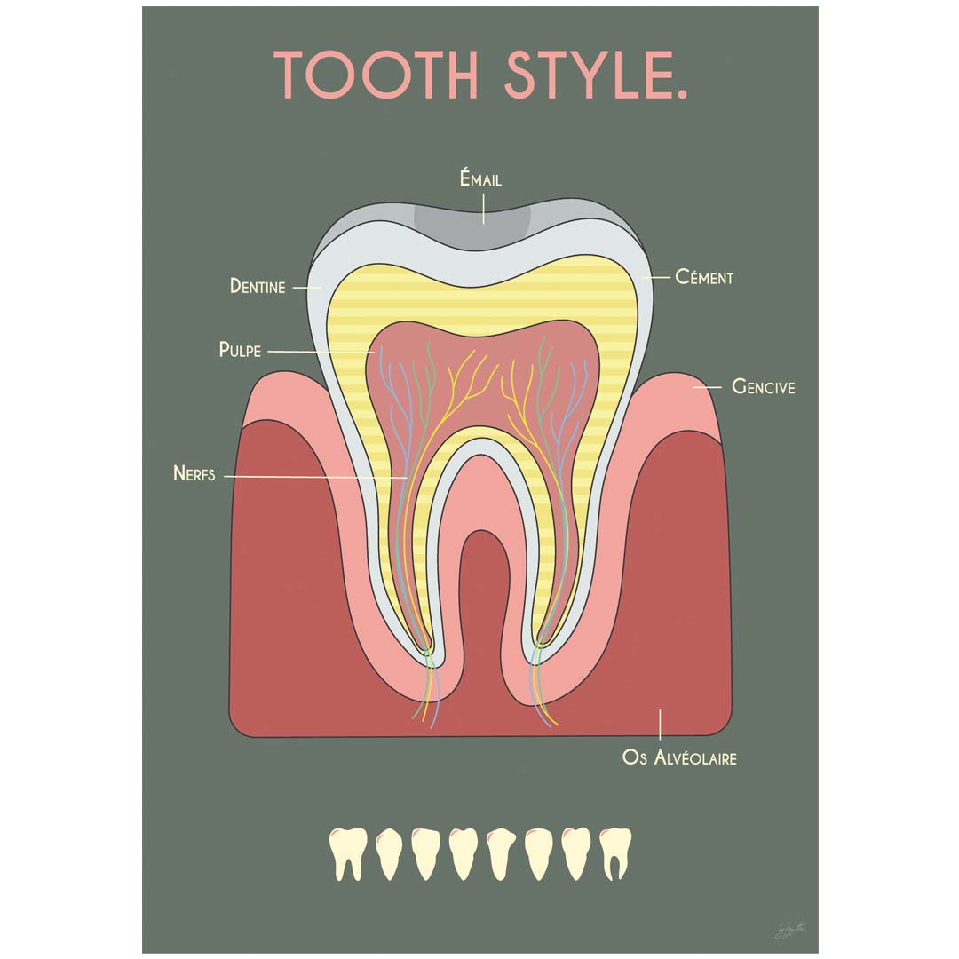 Affiche en bois Anatomie de la dent sur fond kaki, schéma illustré de l’émail, de la dentine, de la pulpe et des nerfs.